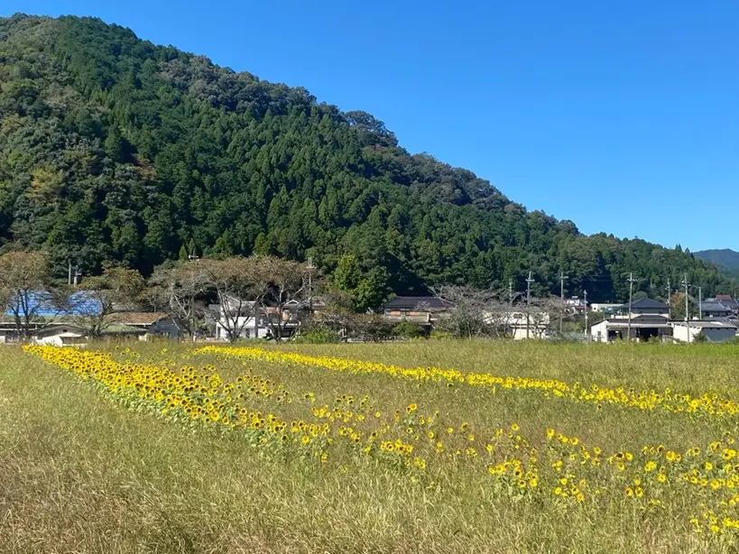 市川町公式、2026年10月8日撮影の下瀬加ひまわり畑。草の中に黄色い花が帯状に見える。