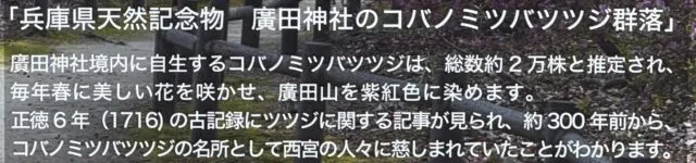 コバノミツバツツジ群落の説明板（開花の実景ではない）（2025年2月17日撮影）