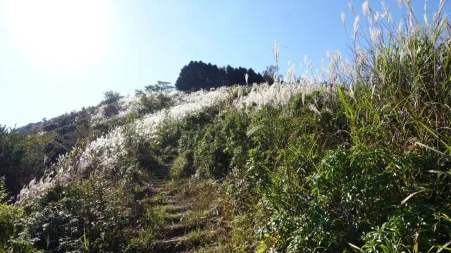 千ヶ峰の山頂近く、ススキが広がる尾根の登山道(神河町側・市原ルート、2026年10月13日撮影)