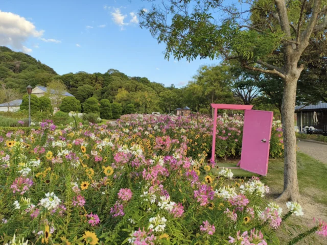公式が秋の花壇として紹介する、黄色いひまわりとピンク・白のクレオメ。通路沿いに混植されている。
