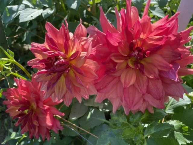 赤や黄色が交じり、花びらの先が反ったグランドキャニオンのダリアを紹介する運営者の写真