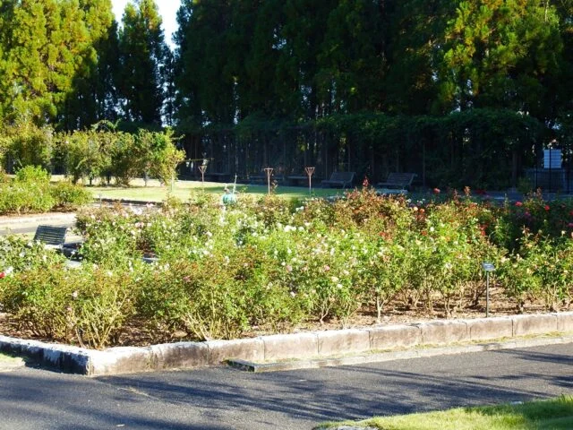 播磨中央公園が10月8日付で掲載したローズガーデン。低い花壇に点在するバラと奥の園路。