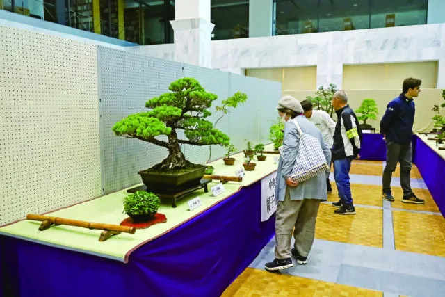 2025年第59回加西市盆栽展の公式写真。紫の布を掛けた台に松などの盆栽が並び来場者が鑑賞