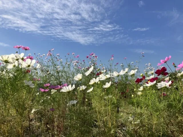 10月16日9時現在として公園が公開したコスモスの丘。白やピンクの花とつぼみが見える