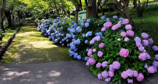 円通寺の木陰の園路沿いに咲く青紫や桃色のあじさい。丹波市観光協会の掲載写真