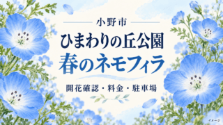 小野市・ひまわりの丘公園 春のネモフィラ。開花確認・料金・駐車場を案内する花のイラスト