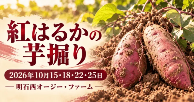 紅はるかの芋掘り、2026年10月15・18・22・25日、明石西オージー・ファーム。公式写真を参考にしたイメージイラスト