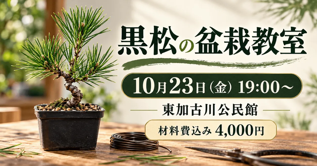 黒松の苗をモチーフにした盆栽教室のイメージ。10月23日19時、東加古川公民館、4,000円・材料費込み