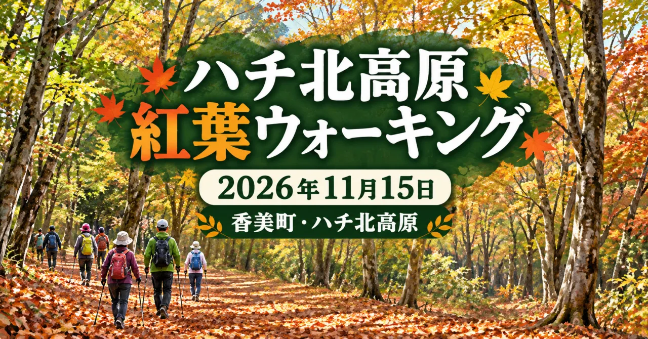 ハチ北高原紅葉ウォーキング、2026年11月15日、香美町・ハチ北高原。秋の林を歩くイメージイラスト