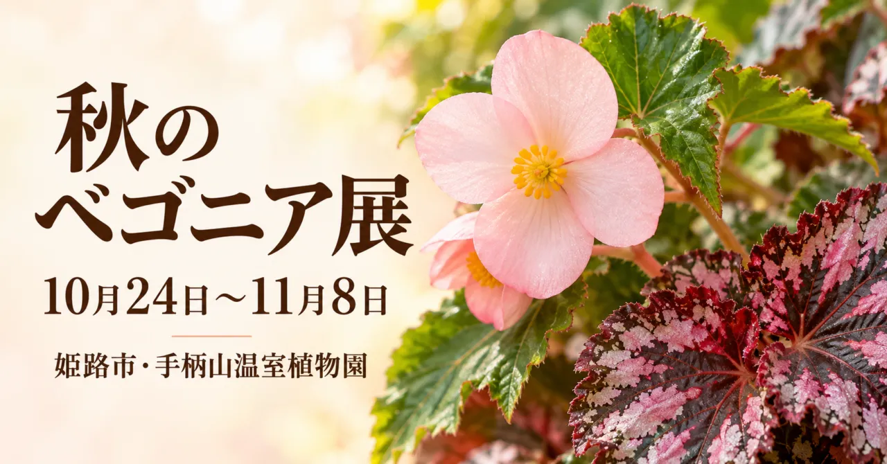 秋のベゴニア展、10月24日〜11月8日、姫路市・手柄山温室植物園のイメージイラスト