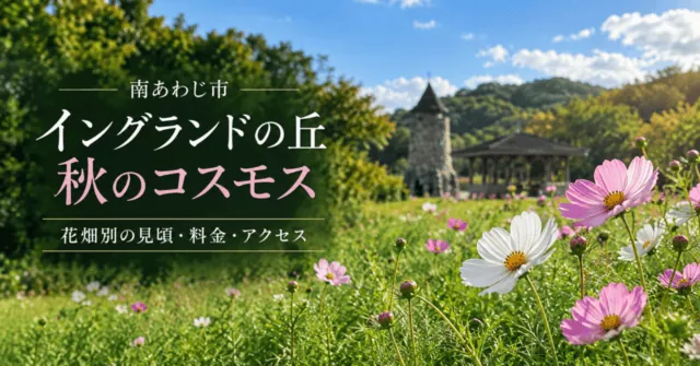南あわじ市・イングランドの丘の秋のコスモス。花畑別の見頃・料金・アクセス。実際の公式花畑写真をモチーフに描いたイメージ