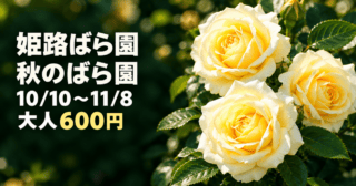 黄色いバラを実写真のモチーフから表した生成イメージ。姫路ばら園・秋のばら園・10/10〜11/8・大人600円