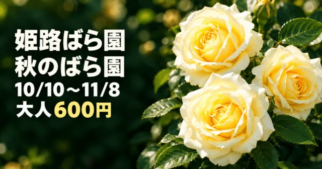黄色いバラを実写真のモチーフから表したイメージイラスト。姫路ばら園・秋のばら園・10/10〜11/8・大人600円