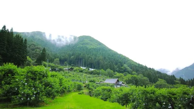 山に囲まれた斜面にりんごの木が並ぶ原観光りんご園