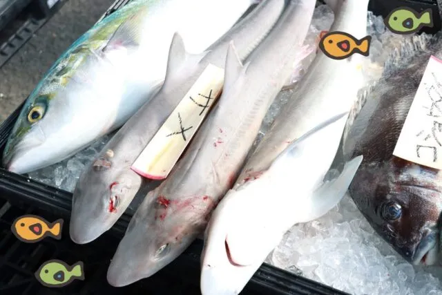 主催公式の紹介写真。氷の上に並ぶ銀色の魚と灰色の小さなサメ。催し内容のイメージ