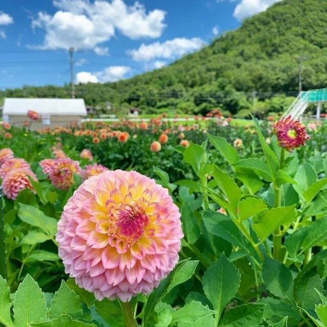 淡いピンクと黄色のダリア、その奥に花畑と緑の斜面が見える宝塚市の紹介写真
