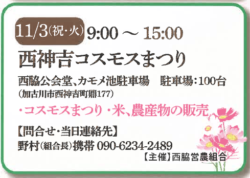 2026年西神吉コスモスまつりの公式案内。11月3日9〜15時、西脇公会堂・カモメ池駐車場、加古川市西神吉町鼎177、駐車100台、米・農産物販売