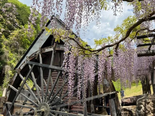水車小屋の前と藤棚から垂れ下がる紫色の藤の花。観光協会の紹介写真