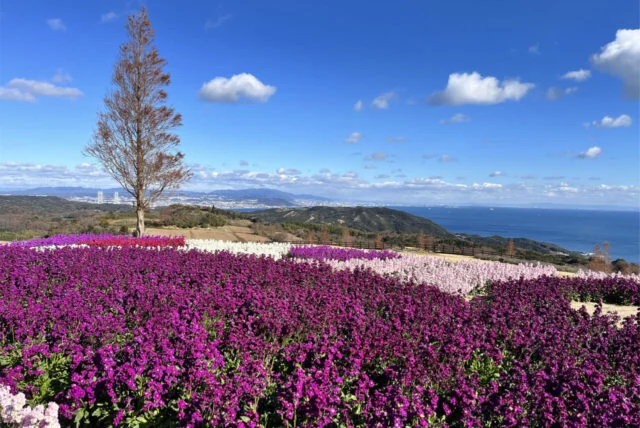 紫・桃・白のストックの帯と奥の海景色。施設の冬の案内写真で、2026年冬の現在の開花を示す写真ではありません