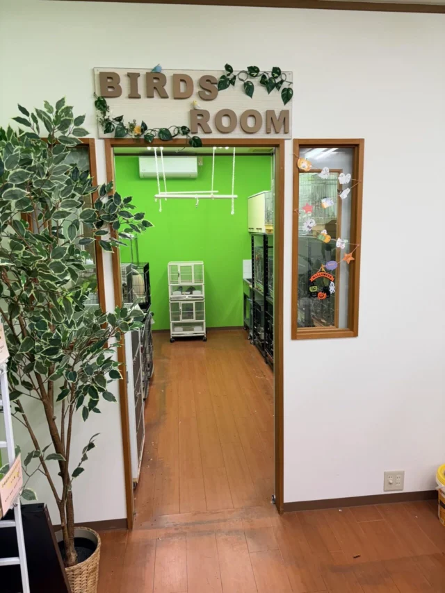 移転準備中のひめぱろ店内。木枠の鳥室入口と奥の緑色の壁、ケージ