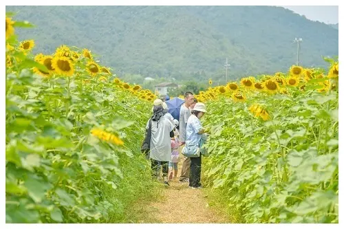 赤穂市の2019年度の記事に掲載された木津のひまわり畑。背の高い花の列の間を人が歩く土の通路が続く