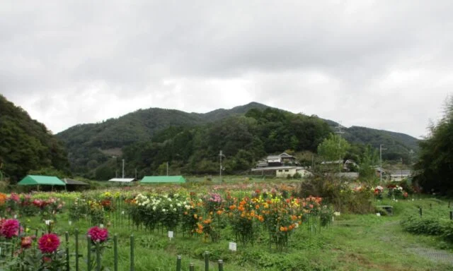 草の通路の両側にダリアが列状に並び、奥に里山が広がる黒川ダリア園の公式紹介写真