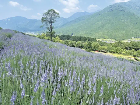 山々を背景に、斜面に沿って広がるラベンダー畑。兵庫県の2026年6月広報掲載写真