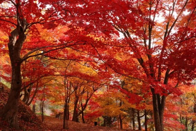 最上山公園もみじ山の赤と橙のカエデ。遊歩道に枝が重なる過去の公式掲載写真