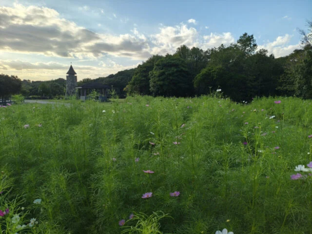 モニュメントお花畑に白やピンクのコスモスが点在し、芝生と石のモニュメントが見える公式掲載写真