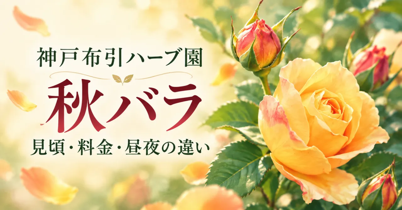 神戸布引ハーブ園の秋バラ。見頃・料金・昼夜の違い。公式のバラ写真をモチーフにしたイメージイラスト