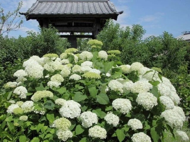 加古川市が紹介した円照寺のあじさい。白い丸い花房の奥に鐘楼が写る