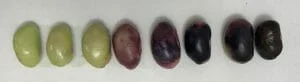 公式案内の成熟比較。緑色の豆から紫色・黒色の豆へ変化する並び