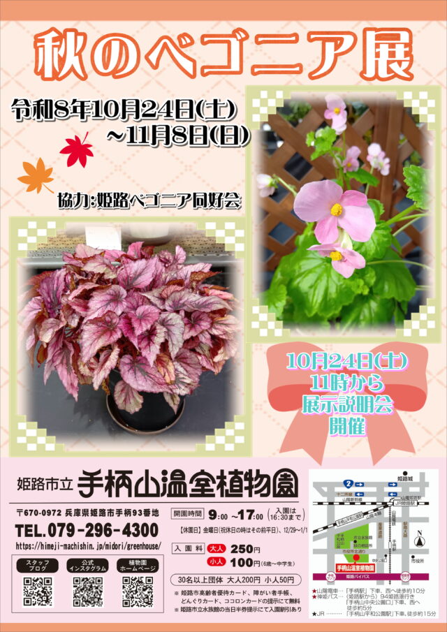 秋のベゴニア展公式チラシ。ピンクの花と模様のある葉、10月24日〜11月8日の会期と初日11時説明会を案内