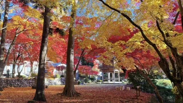 公式ハイキング案内に掲載された、赤や黄色の木々と寺の境内の紅葉風景