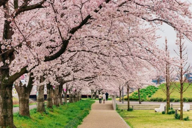 武庫川桜づつみ回廊の桜並木と歩道。右側には緑の堤防斜面がある