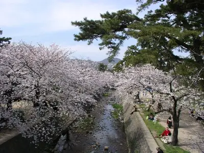 夙川の両岸の桜と松、川沿いの歩道が見える西宮市の公表写真