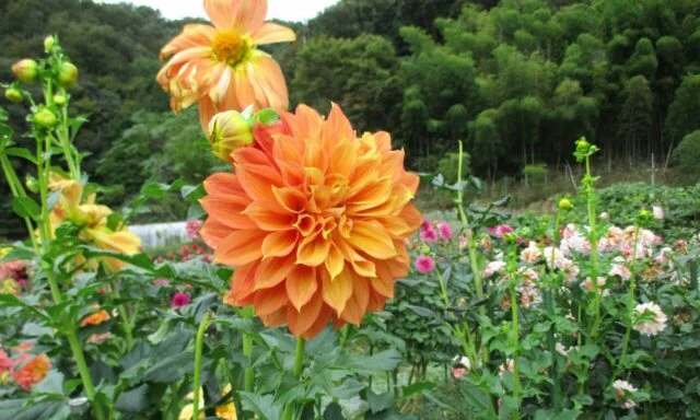 尖った花びらが幾重にも重なるオレンジ色のダリアを近くから写した公式紹介写真