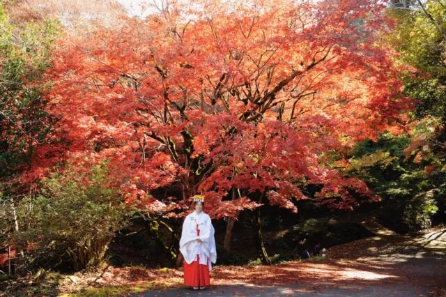 養父神社の境内を彩る赤や橙色の紅葉。2025年11月20日の公式公開写真