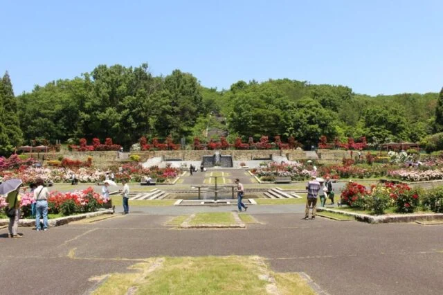 播磨中央公園の段状の花壇と通路、奥に続くバラ園の紹介写真