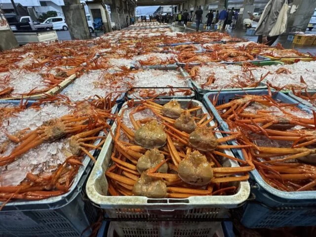 2026年9月の香住漁港初競り。氷を敷いたかごに赤い脚のベニズワイガニが並ぶ