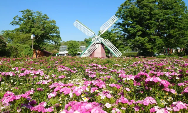 兵庫県立フラワーセンター園内の白い羽根の風車と花壇