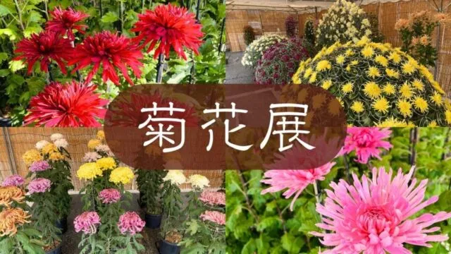 赤、黄、桃色の菊と鉢展示。丹波篠山市観光公式の紹介写真