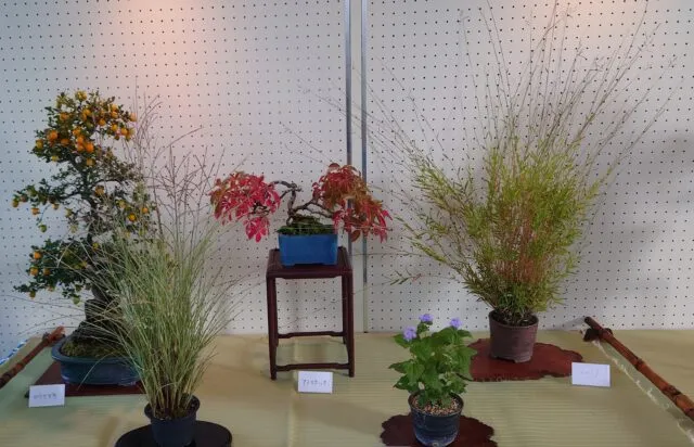 稲美町公式ページ掲載の山野草展示例。鉢植えの草花や紅葉した木が室内に並ぶ