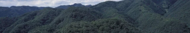 日帰り旅の公式チラシに使われた、木々に覆われた上月城の山並み