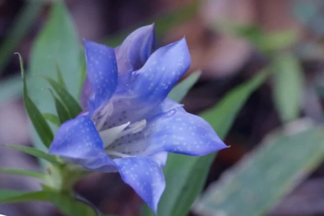 青紫の筒状の花と細くとがった葉を写したリンドウの公式図鑑写真