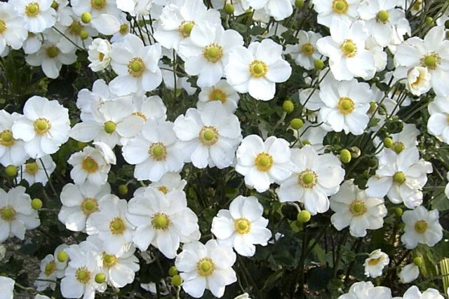 白く広がる花と緑や黄色の中心、丸いつぼみが見えるシュウメイギクの公式図鑑写真
