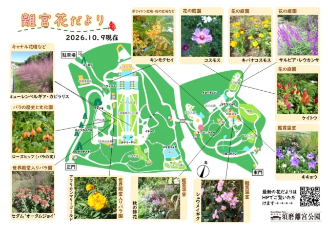 須磨離宮公園の10月9日現在の花だより。花の庭園のコスモス、観賞温室のシュウメイギク、本園のローズヒップなどの位置