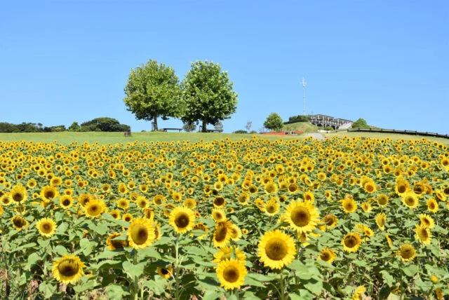 あわじ花さじき公式の夏の花案内のひまわり写真。手前から奥へ黄色い花が重なり、背景に芝生、木々と展望施設が見える。撮影日は不明。