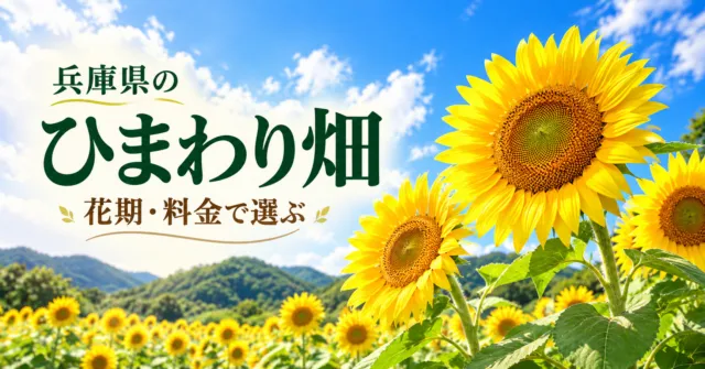 兵庫県のひまわり畑。花期・料金で選ぶ比較ガイド。市川町と丹波市の公式写真をモチーフにしたイメージイラスト