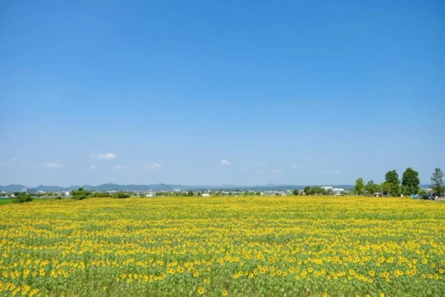 小野市が2026年7月24日に紹介した、青空の下で黄色いひまわりが広がる公園前の花畑